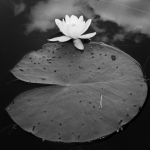 Water lily and clouds.jpg